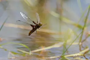 Inshore Prints: Broad-bodied libellula, Broad-bodied chaser (Libellula depressa)