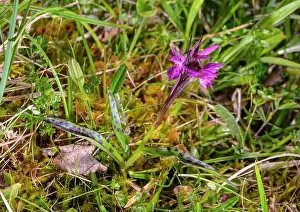 Orchidaceae Prints: Broad-leaved marsh orchid (Dactylorhiza majalis lapponica) from Sølende Nature Reserve (Røros)