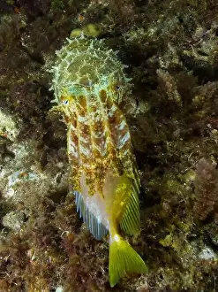 Directly Above Prints: Broadclub cuttlefish (Sepia latimanus) feeding on a two-barred rabbitfish (Siganus virgatus)