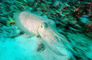 Blurred Motion Prints: Broadclub cuttlefish (Sepia latimanus) speeding away, Aur Island, Malaysia