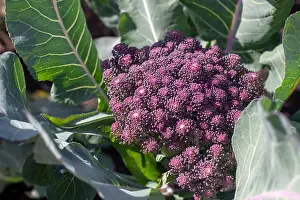 Kitchen Garden Prints: Broccoli cultivar with purple flower heads or florets closeup