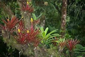 Central American Prints: Bromeliads in flower on a tree branch