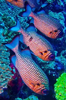 Biosphere Prints: Bronze Soldierfish, Myripristis adusta, North Ari Atoll, Maldives, Indian Ocean, Asia