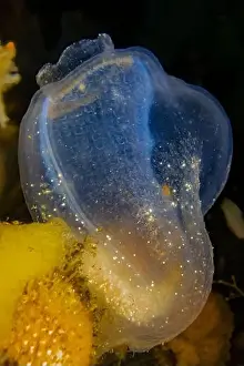Seattle Prints: Brooding Transparent Sea Squirt