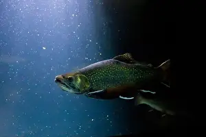 Lake Beautiful Prints: The brook trout (Salvelinus fontinalis) underwater