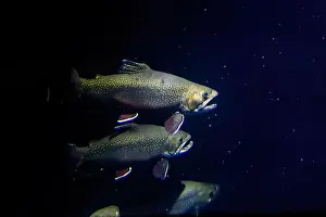 Lake Beautiful Prints: The brook trout (Salvelinus fontinalis) underwater