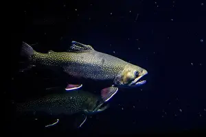 Lake Beautiful Prints: The brook trout (Salvelinus fontinalis) underwater