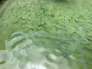 Trout Prints: Brook trouts and rainbow trouts in a pond in a fish farm