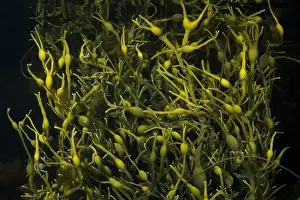 Marine Animal Prints: Brown alga Rockweed or Egg Wrack (underawter view)