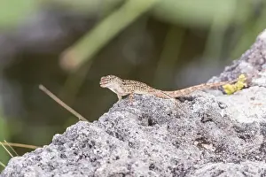 Everglades National Park Prints: Brown anole (Anolis sagrei). Anhinga trail. Everglades National Park. Florida. USA