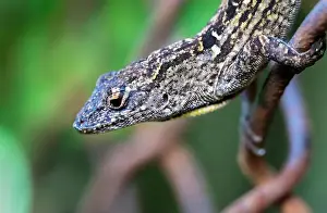 Invasive Prints: The brown anole (Anolis sagrei) close up