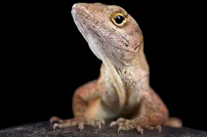 Invasive Prints: The brown anole (Anolis sagrei) also knwon as the Bahamas anole was native to the Bahamas and Cuba