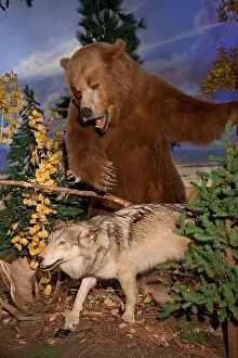 Brown bear attacking at coyote