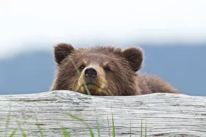 Ursus Arctos Prints: A brown bear cub rests its head on a log in an estuary on Admiralty Island