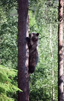 Agressive Prints: Brown bear cub in tree Finland