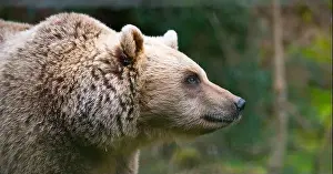 Taiga Prints: Brown bear in the forest, wildlife in the woodland