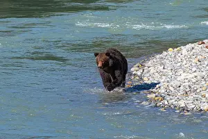 Nature Conservation Prints: Brown bear on the hunt in the shallow waters of the Bute inlat, British Columbia