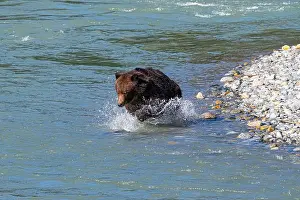 Nature Conservation Prints: brown bear jumping into the water after a Salmon
