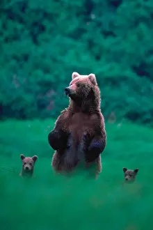 Ursus Arctos Prints: A Brown Bear Ursus Arctos mother stands and looks over a hill as two young cubs stand by her side waiting