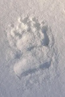 Paws Prints: brown bear (Ursus arctos), pawprint in the snow, Finland