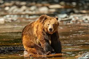 Ursus Prints: Brown Bears