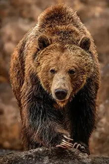 Ursus Prints: Brown Bears