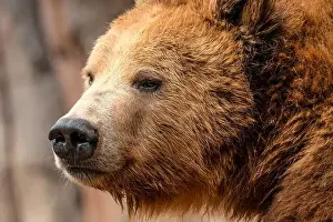 Ursus Prints: Brown Bears