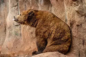 Ursus Prints: Brown Bears