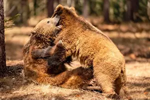 Ursus Prints: Brown Bears