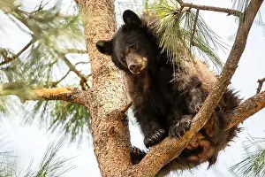 Ursus Prints: Brown Bears