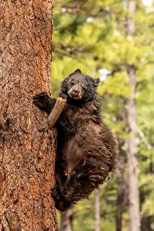 Ursus Prints: Brown Bears
