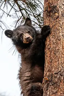 Ursus Prints: Brown Bears