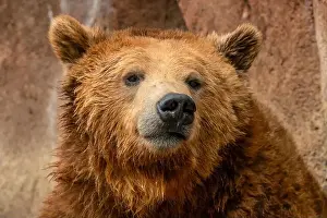 Ursus Prints: Brown Bears