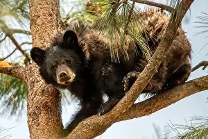 Ursus Prints: Brown Bears