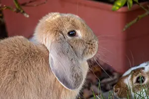 Hare Prints: Brown Bunny Rabbit Sitting in Garden by Box