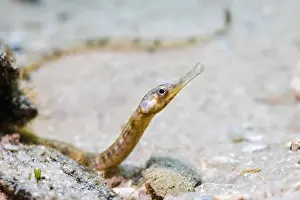 Cape Town Prints: A brown color Longsnout pipefish (Syngnathus temminckii) on the ocean floor sand