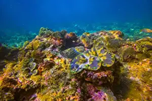 Clam Prints: Many brown colorful tridacna clams and sea urchins on the coral reef underwater tropical exotic world