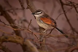 Greater Prints: Brown-crowned Tchagra, Tchagra australis