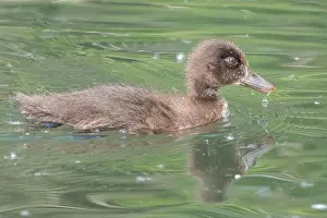 Duckling Prints: Brown duckling on the River Itchen at Mansbridge