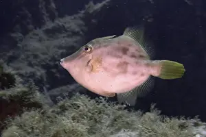 Canaries Prints: A brown filefish (Stephanolepis hispidus) with green fins swimming in the sea