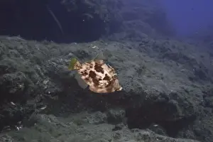 The Canaries Prints: A brown filefish (Stephanolepis hispidus) swimming over a rocky underwater landscape