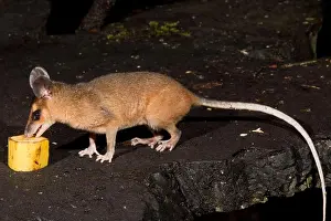 Tropical Forest Prints: Brown Four-eyed Opossum, Metachirus nudicaudatus, Didelphidae