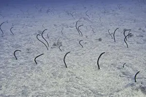 The Canaries Prints: Several Brown garden eels (Heteroconger longissimus) sticking out of the sandy seabed under water