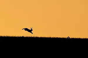 Brown hare (Lepus europaeus) adult leaping on a hill at sunset, Suffolk, England, United kingdom