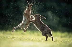 Herbivorous Prints: BROWN HARES boxing