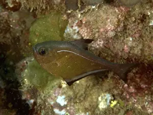 Aquatic Plant Prints: A brown hatchetfish (Pempheris adusta)