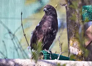 City Day Prints: Brown hawk in a cage at the Anchorage zoo on a spring day