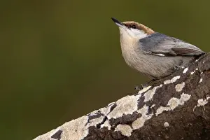 Crawl Prints: A brown-headed nuthatch perched on a wild cherry limb