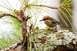 Environmental Conservation Prints: The brown-headed nuthatch (Sitta pusilla)