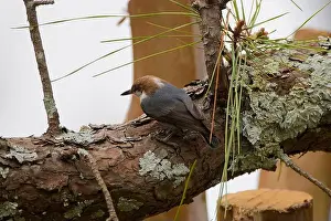 Environmental Conservation Prints: The brown-headed nuthatch (Sitta pusilla)